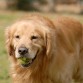 JUGANDO CON LA PELOTA